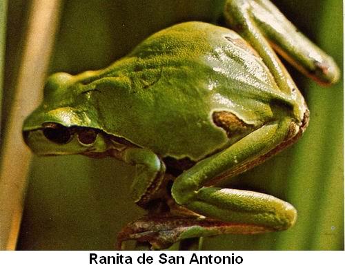 Ranita de San Antonio.jpg